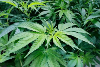 Maryland law allowing recreational marijuana takes effect