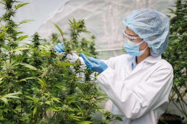 Why we know so little about cannabis – and why scientists are worried