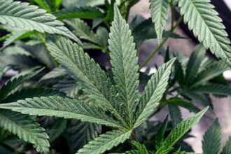 A cannabis worker died on the job from an asthma attack. It’s the first reported case in US