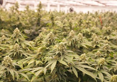 Woman’s death raises concerns about marijuana-processing plants