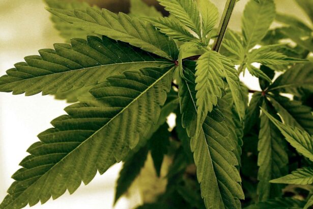 New York’s Legal Pot Rollout Targeted In Lawsuit Claiming Anti-White Bias