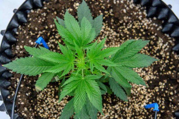 Florida Supreme Court OKs adult-use cannabis referendum for November ballot in victory for pot companies