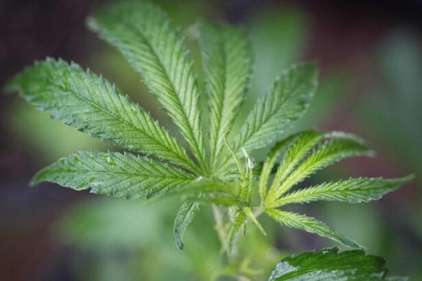 Constellation Brands moves itself further away from cannabis grower Canopy Growth’s business