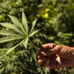 Lemon-Scented Marijuana Compound Reduces Weed’s ‘Paranoia’ Effect