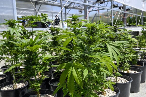 What marijuana reclassification means for the U.S.
