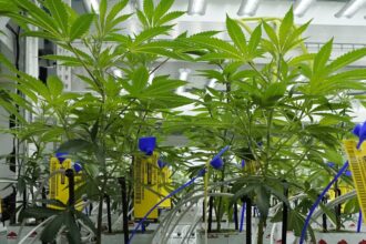 Marijuana backers eye proposed federal regulatory change as an aid to legalizing pot in more states