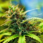 DOJ Officially Moves to Reclassify Marijuana as Schedule III