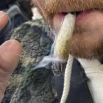 There are now more daily marijuana users in the US than daily alcohol users