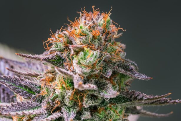 Indica vs. Sativa: How to Distinguish Between Cannabis Plants