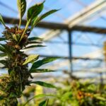 Recreational Marijuana is On Its Way in Ohio
