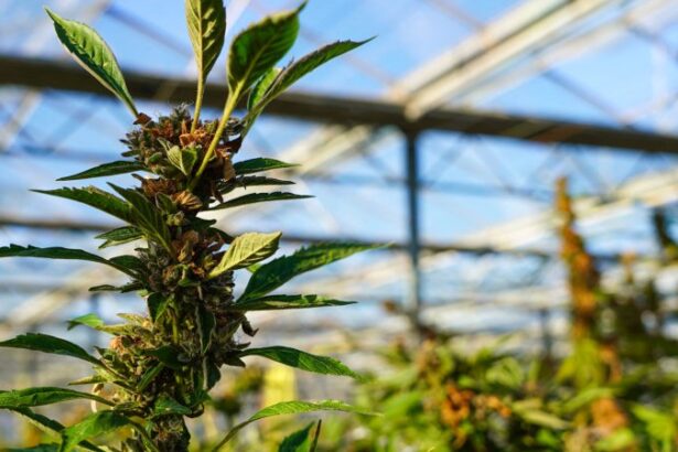 Recreational Marijuana is On Its Way in Ohio