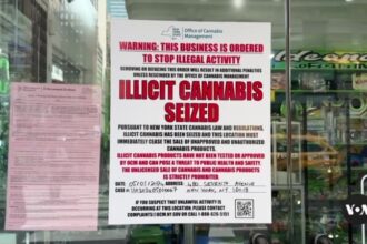 New York City targets hundreds of illegal marijuana stores