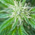 Cannabis Use in Pregnancy May Mean Worse Outcomes for Moms