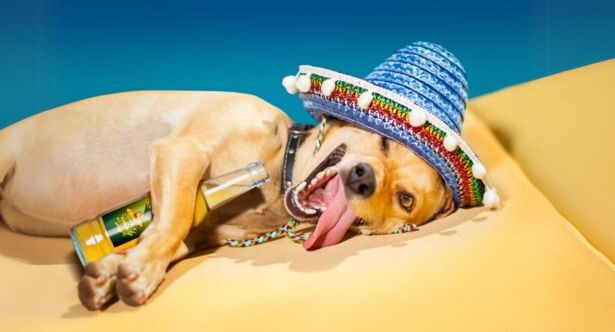 10 Fascinating Examples of Animals Ingesting Human-Style Drugs