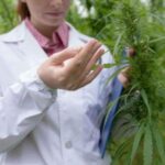 Dutch cannabis growers have trouble with meeting regulation standards