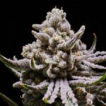 Indica vs. sativa: Science suggests there’s not actually a difference