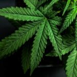 Cannabis in Cancer: What Oncologists, Patients Should Know