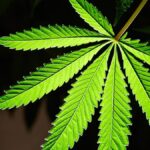 5 recent scientific findings that change what we know about cannabis