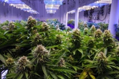 Indoor Marijuana Ops Are Consuming a Staggering Amount of Energy