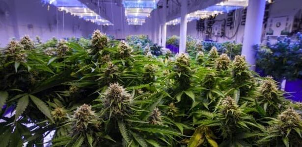 Indoor Marijuana Ops Are Consuming a Staggering Amount of Energy