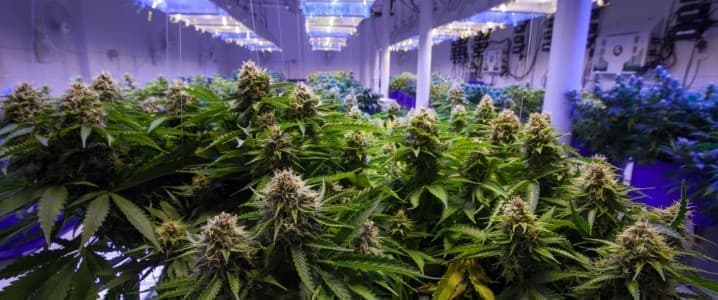 Indoor Marijuana Ops Are Consuming a Staggering Amount of Energy