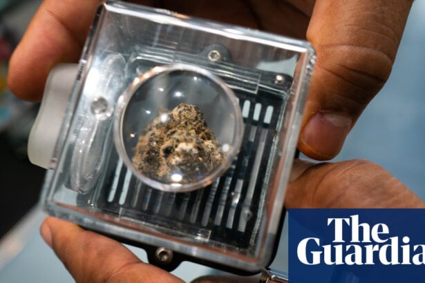 Medical cannabis shows potential to fight cancer, largest-ever study finds…