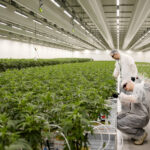 Marijuana Users Issued Warning by New Study
