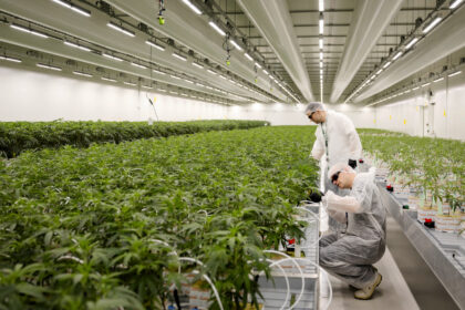 Marijuana Users Issued Warning by New Study