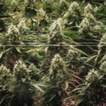 New study finds cannabis edibles raise risk of premature heart disease