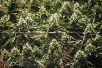 New study finds cannabis edibles raise risk of premature heart disease