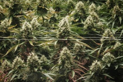 New study finds cannabis edibles raise risk of premature heart disease