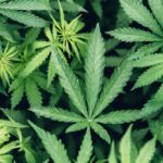 Cannabis Use Is Tied to a Substantially Higher Risk of Death From Cardiovascular Disease