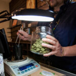 Cannabis-CVD Link Holds Strong Amid Changing Drug Laws, User Habits