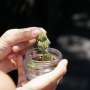 Study finds rising cannabis use among Black and Hispanic men with chronic illness