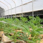 California’s Small Cannabis Farmers Have Been Left High and Dry