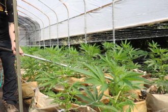 California’s Small Cannabis Farmers Have Been Left High and Dry