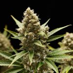 Does cannabis affect your fertility?