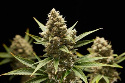 Does cannabis affect your fertility?