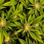 Cannabis extract found to be effective for lower back pain
