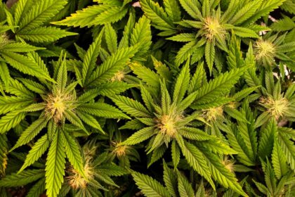 Cannabis extract found to be effective for lower back pain
