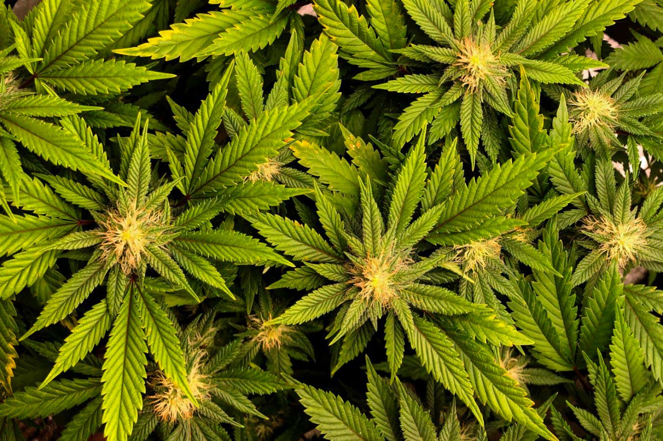 Cannabis extract found to be effective for lower back pain