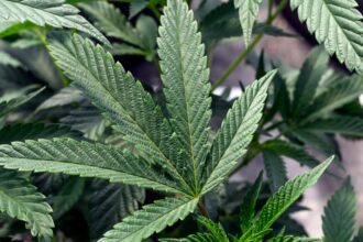 What to know about pot addiction and treatment