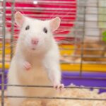 If offered, rats will use cannabis to deal with stress