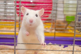 If offered, rats will use cannabis to deal with stress