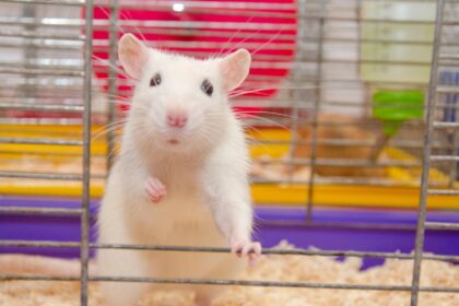 If offered, rats will use cannabis to deal with stress