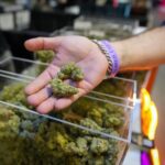 Trump signals marijuana pivot. Here’s how federal and state cannabis laws work