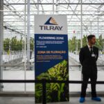 Tilray’s stock takes off on hope that cannabis will soon be treated more like steroids than heroin