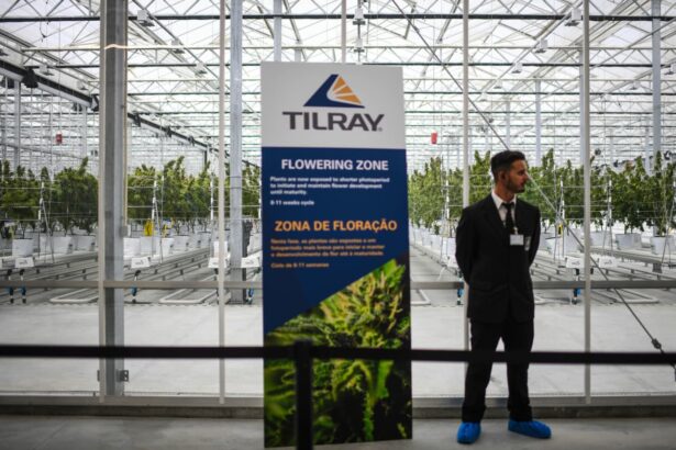 Tilray’s stock takes off on hope that cannabis will soon be treated more like steroids than heroin