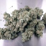 Trump aims to reform federal cannabis law