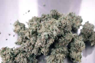 Trump aims to reform federal cannabis law